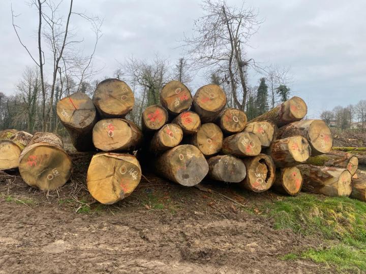 Estimation de bois de forêt Aquitaine