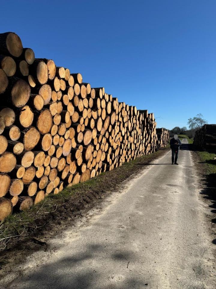 Estimation de bois de forêt Aquitaine